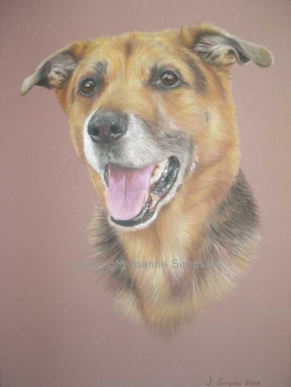 Cross breed portrait by Joanne Simpson